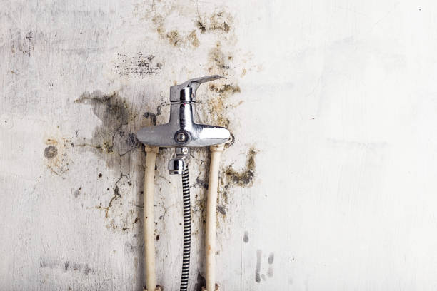 Best Same-Day Mold Removal  in Ridgebury, CT