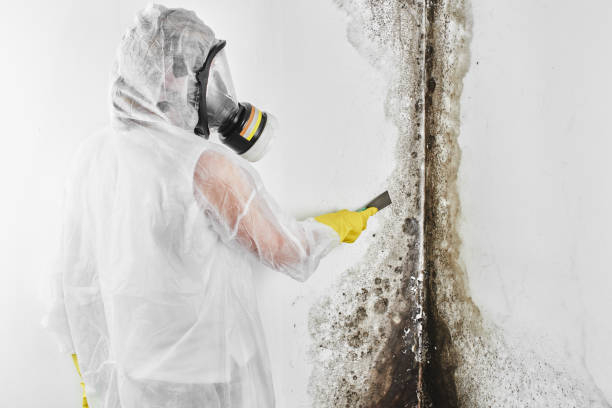 Best Mold Testing  in Ridgebury, CT