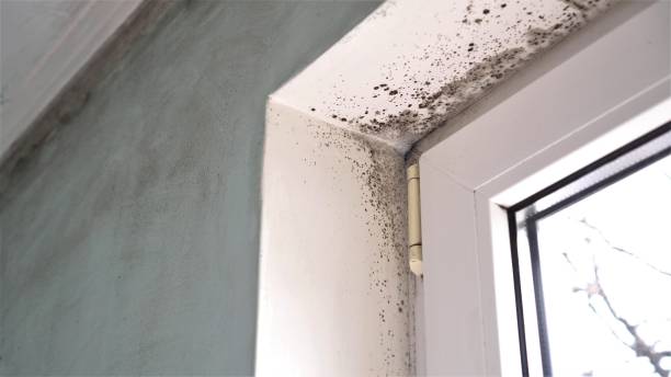 Best Emergency Mold Removal  in Ridgebury, CT