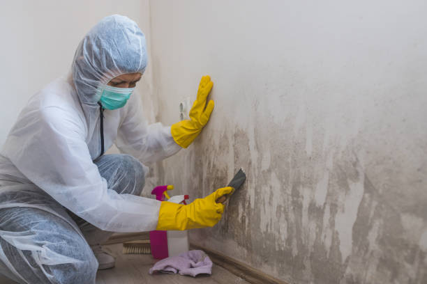 Best Mold Cleaning Services  in Ridgebury, CT