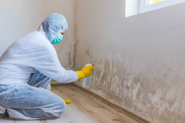 Best Toxic Mold Removal  in Ridgebury, CT
