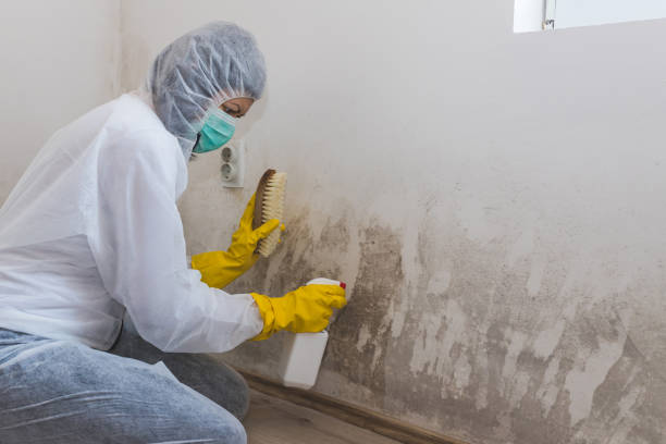 Best Crawl Space Mold Removal  in Ridgebury, CT