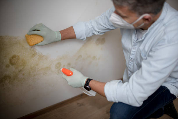 Best Certified Mold Removal  in Ridgebury, CT