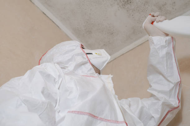 Best Residential Mold Removal  in Ridgebury, CT