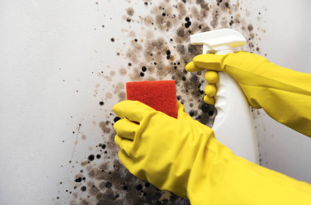 Best Crawl Space Mold Removal  in Ridgebury, CT