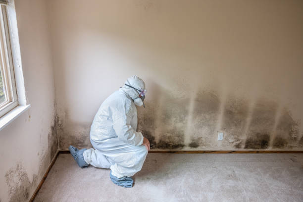Best Mold Testing  in Ridgebury, CT