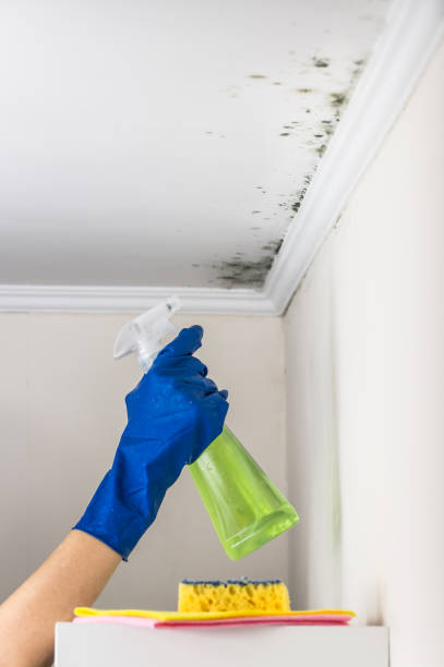 Best Mold Remediation  in Ridgebury, CT