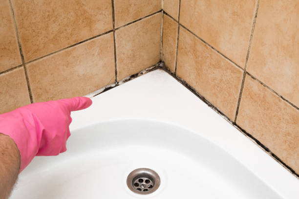 Best Black Mold Removal  in Ridgebury, CT