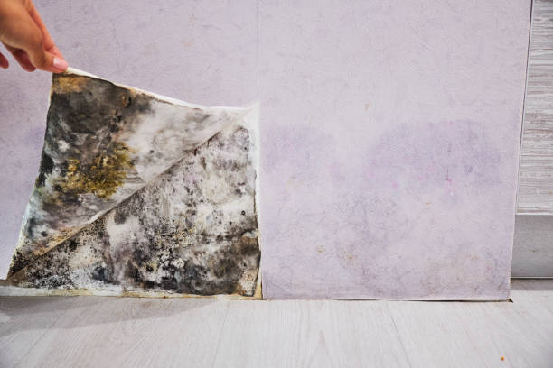 Trusted Ridgebury, CT Mold Removal Experts